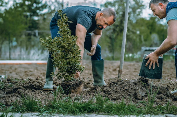 Best Tree Mulching  in Broadview, IL